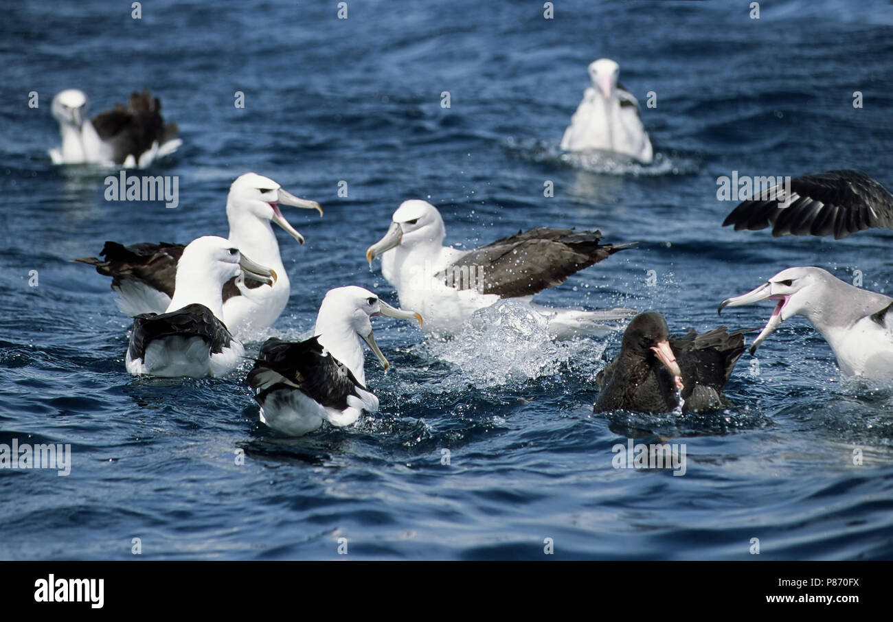 Schüchtern Albatross und Antarktis Giant-Petrel im Meer kämpfen; Reuzenstormvogel Zuidelijke en Witkapalbatros vechtend in Zee Stockfoto