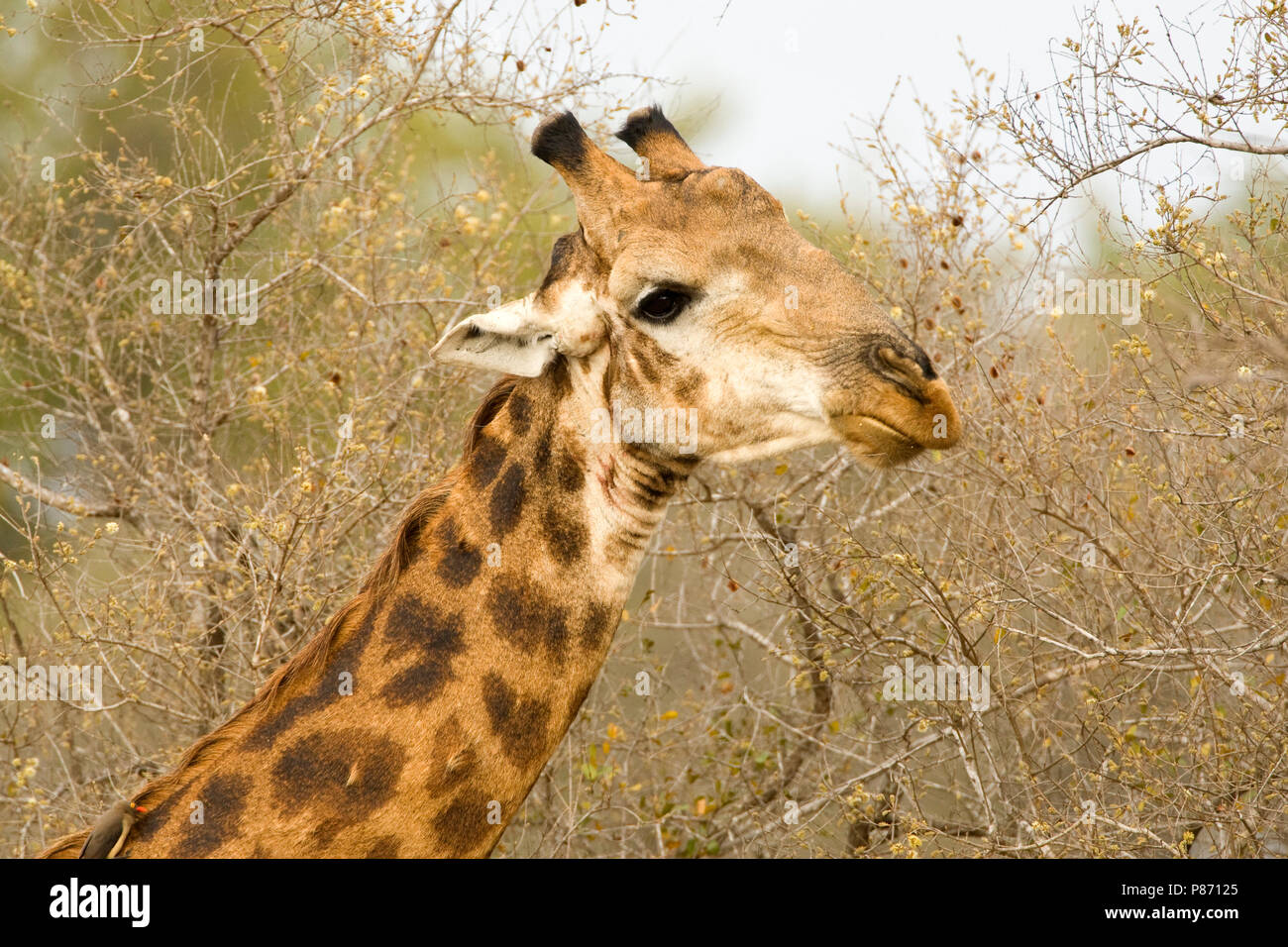 Foeragerende Giraffe; Nahrungssuche südlichen Giraffe Stockfoto