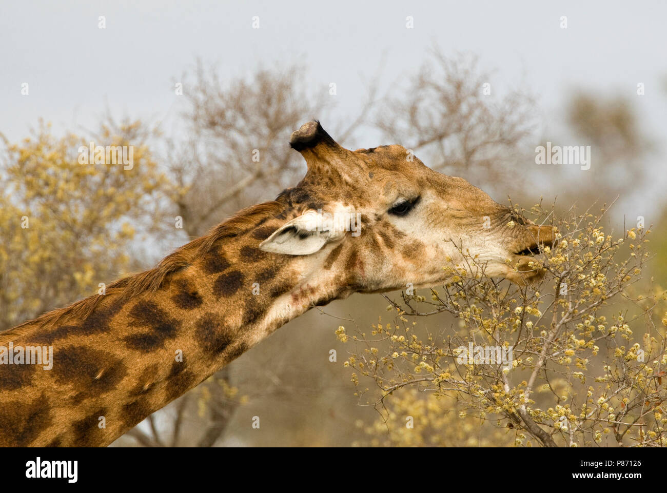 Foeragerende Giraffe; Nahrungssuche südlichen Giraffe Stockfoto