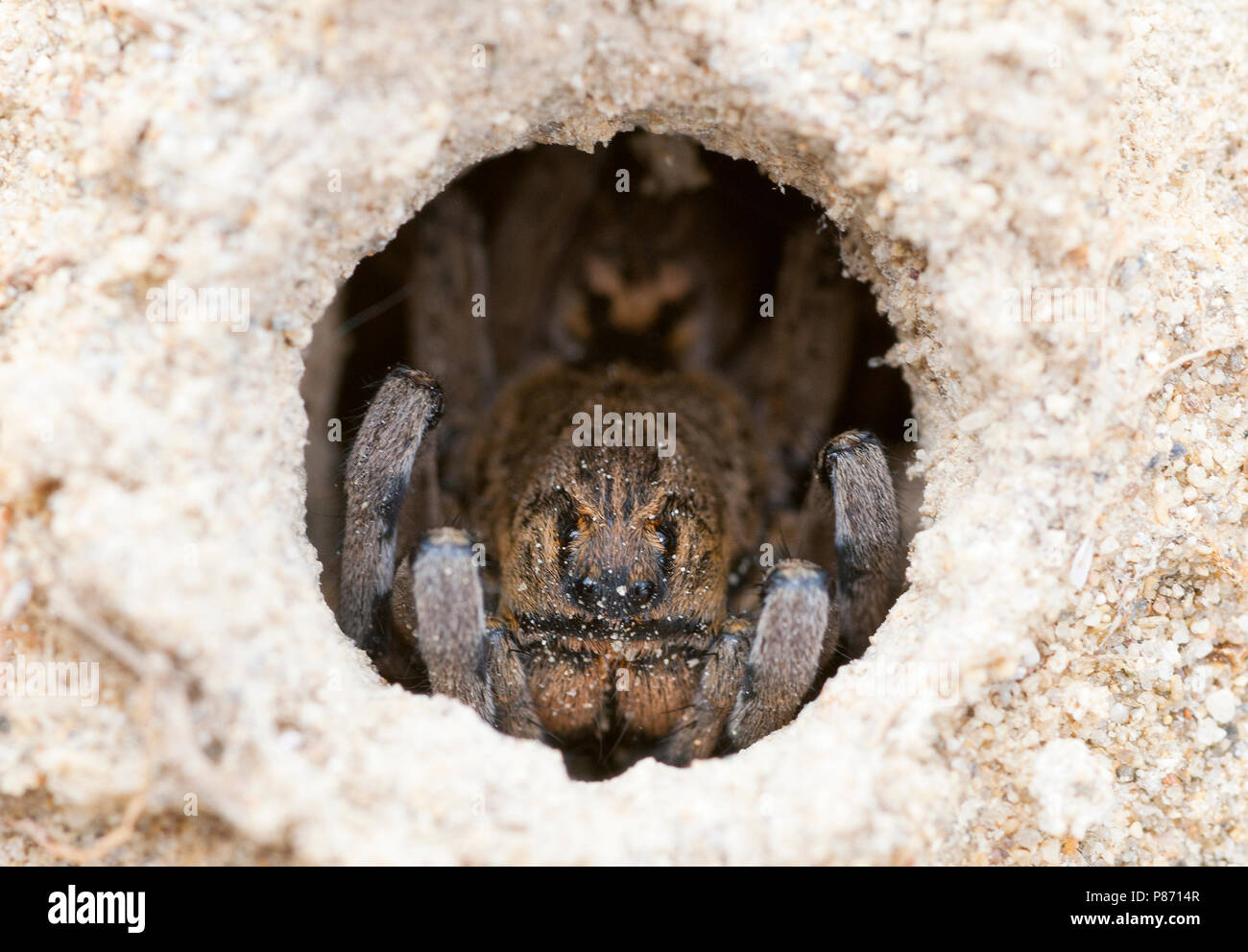 Im Tunnel Spin, Spinne in einer Bohrung Stockfoto