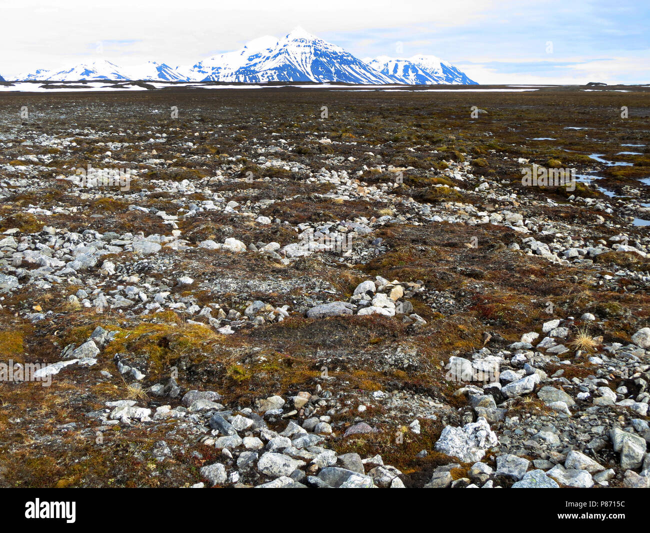 Toendra, Spitzbergen, Tundra, Spitzbergen Stockfoto