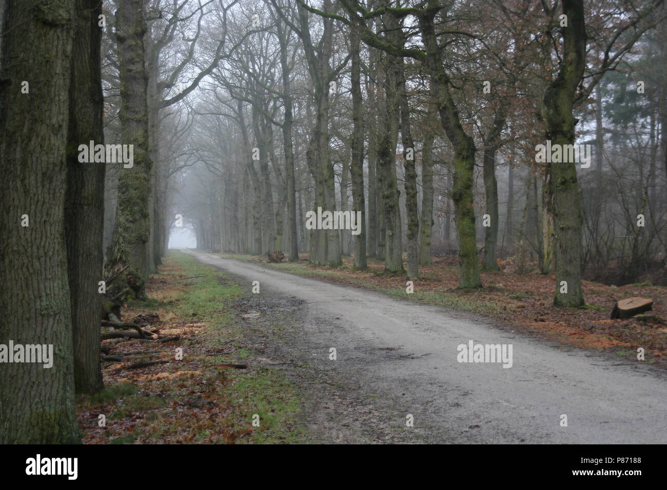 Winter bos in der Vechte en Beneden Rogge; Wald im Winter in der Vechte en Beneden Rogge Stockfoto