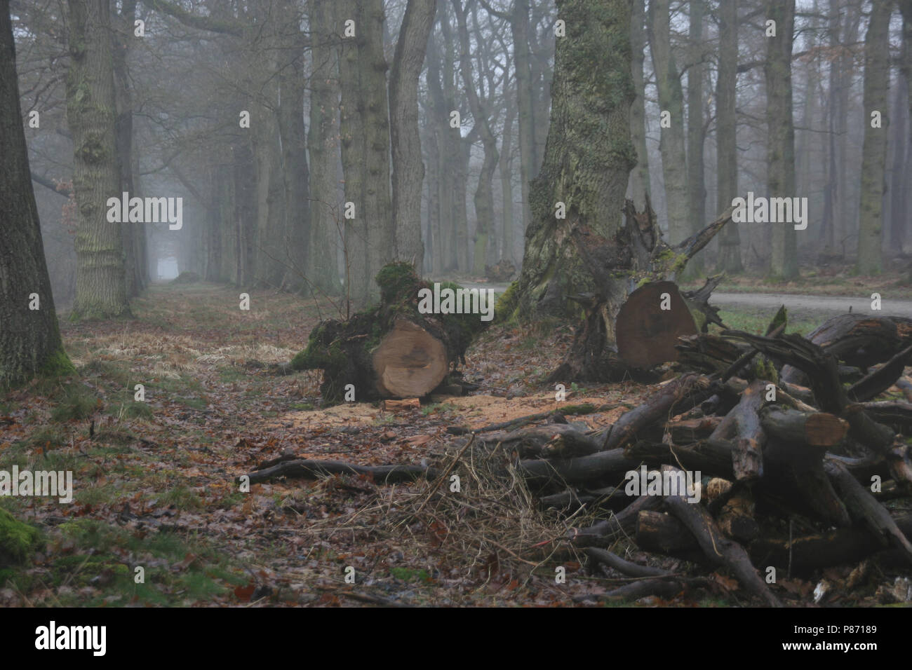 Winter bos in der Vechte en Beneden Rogge; Wald im Winter in der Vechte en Beneden Rogge Stockfoto