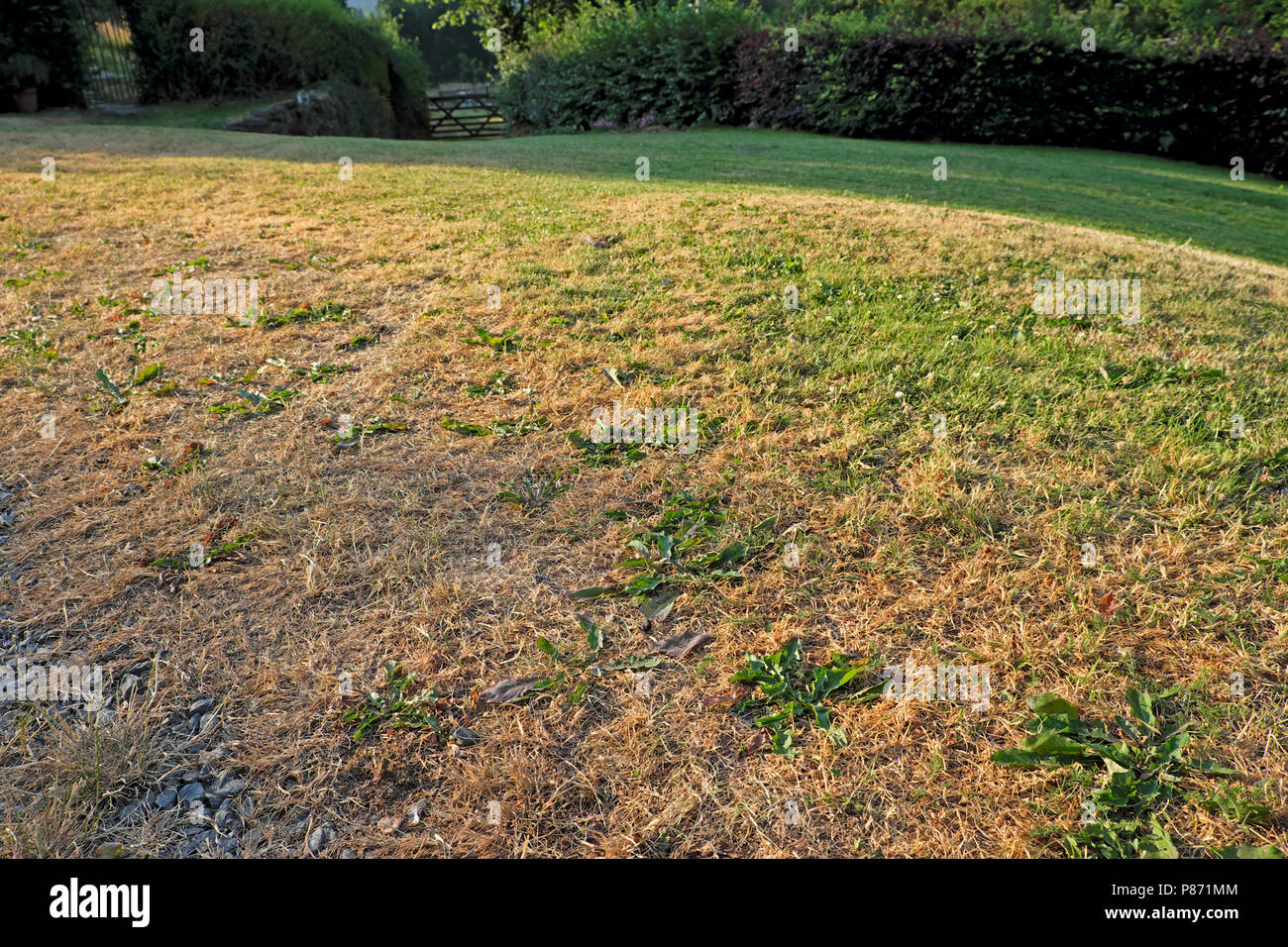 Hitzewelle im Sommer 2018 in Carmarthenshire Wales UK KATHY DEWITT Geröstete Stockfoto