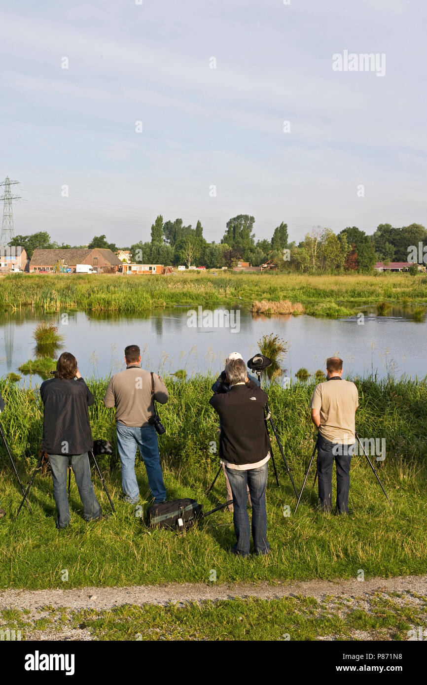 Im Polder Poelgeest Vogelaars; Vogelbeobachter in Polder Poelgeest Stockfoto