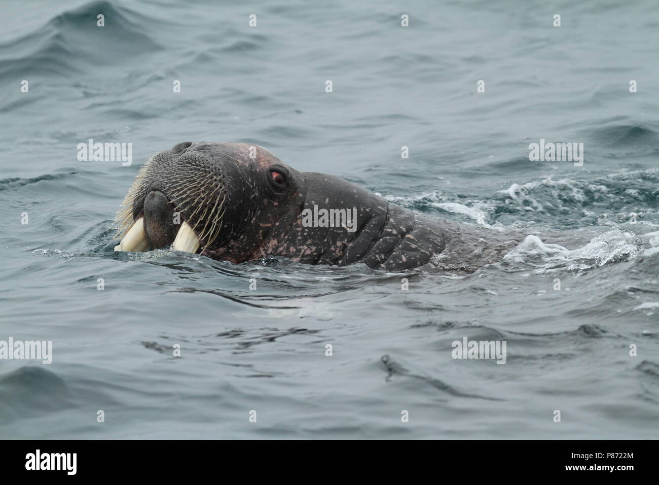 Walrusen in de Zee; Walruss's auf See Stockfoto
