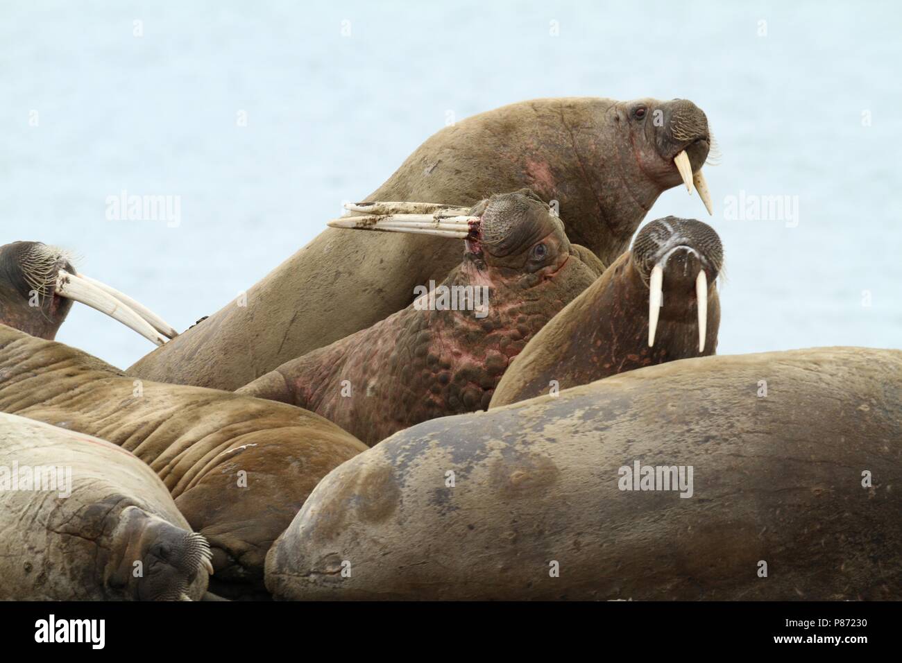 Groep Walrussen op de Kust; Gruppe von Walruss's am Ufer Stockfoto