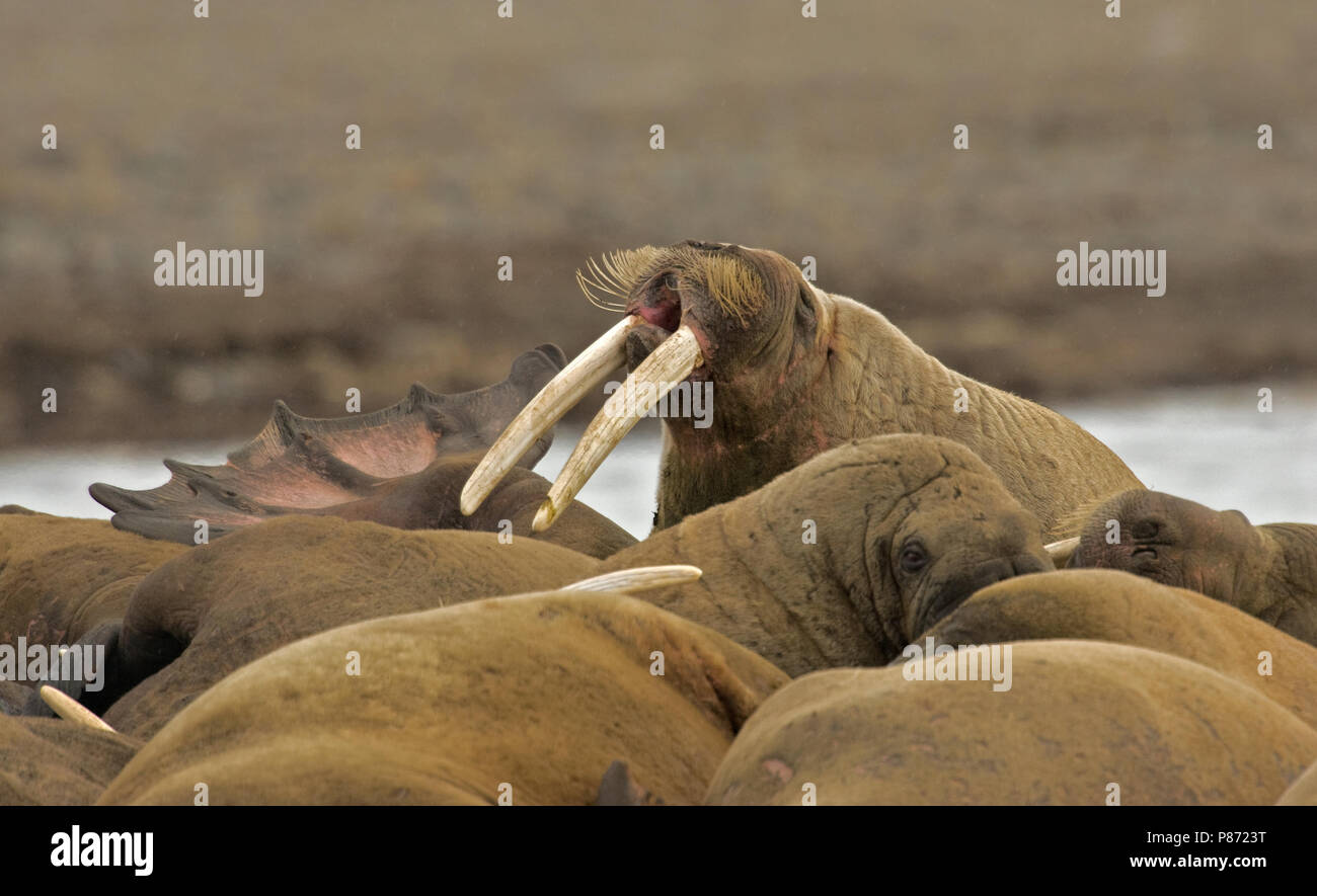 Walross Groep liggend; Walross Gruppe, Stockfoto