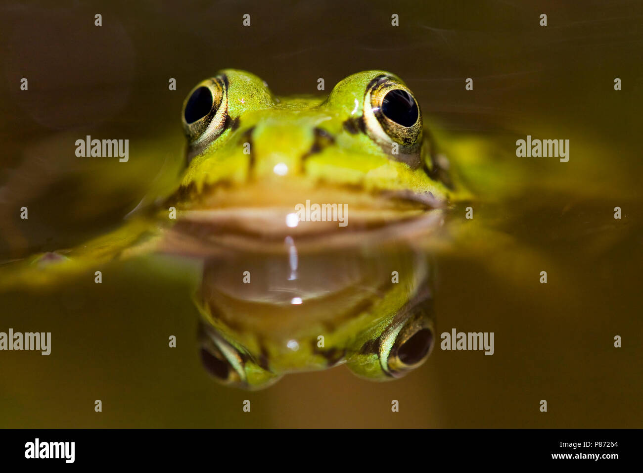 Poelkikker; Pool-Frosch Stockfoto