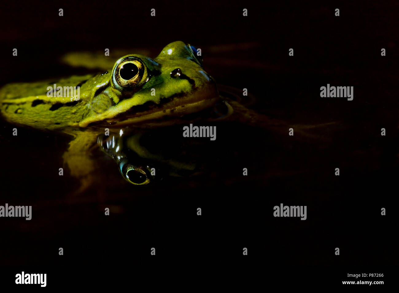 Poelkikker; Pool-Frosch Stockfoto