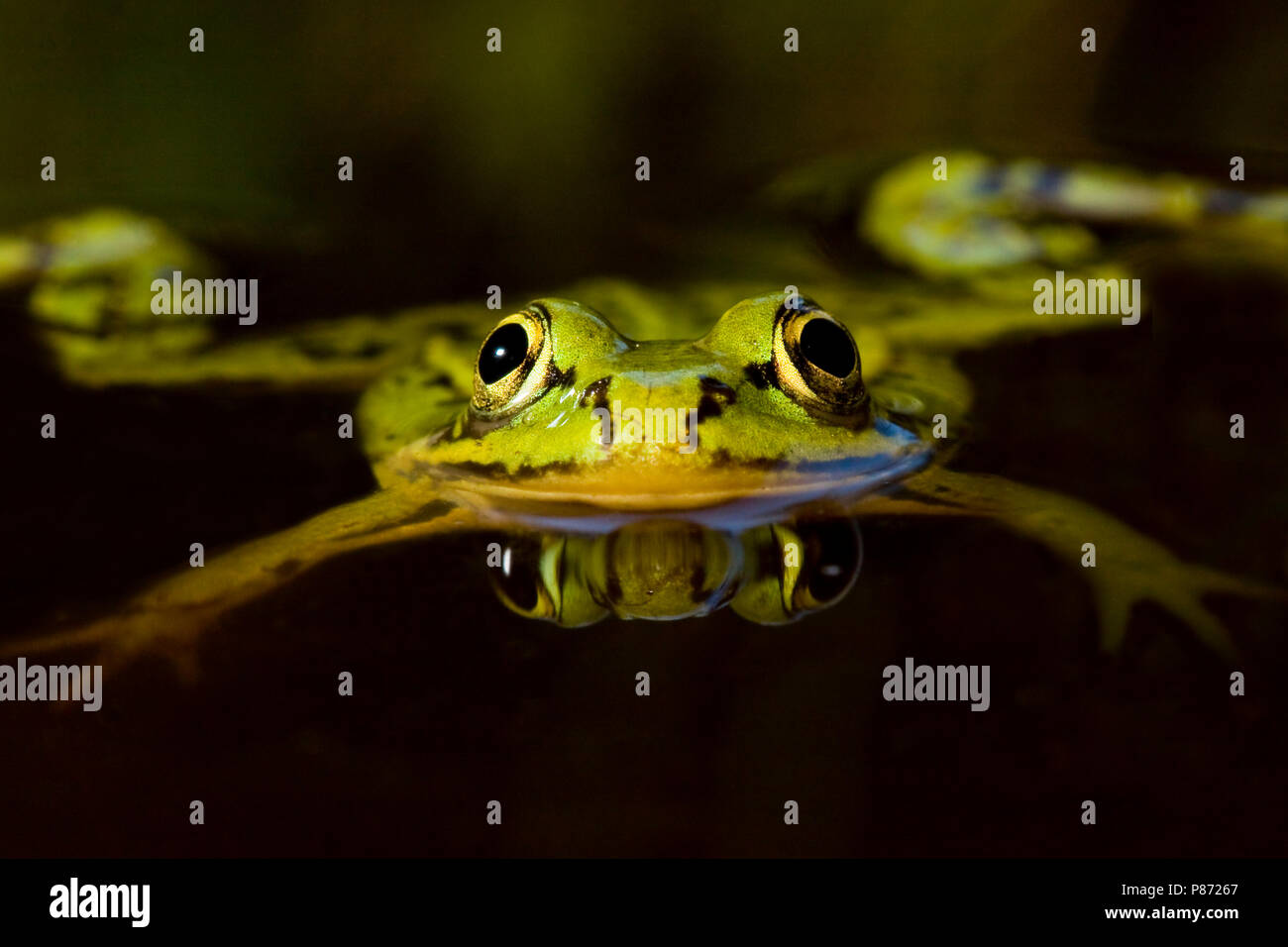 Poelkikker; Pool-Frosch Stockfoto