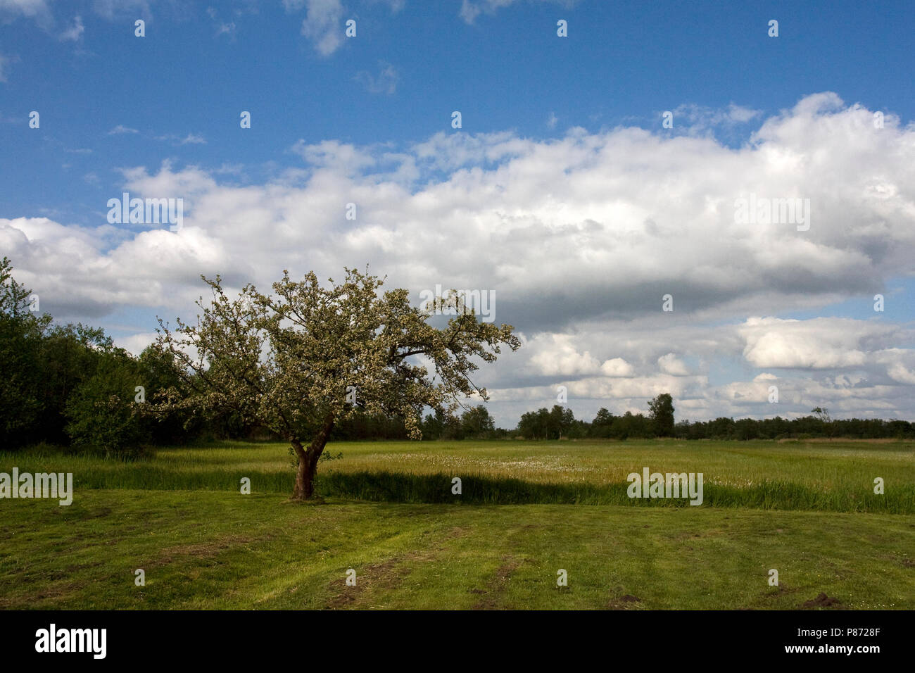 Weeribben in de zomer; Weeribben im Sommer Stockfoto