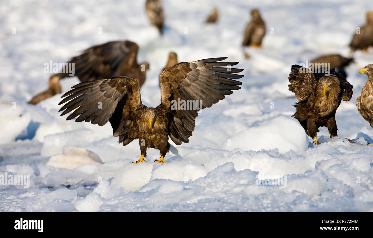 Landung Seeadler auf packice in Hokkaido, Japan. Stockfoto