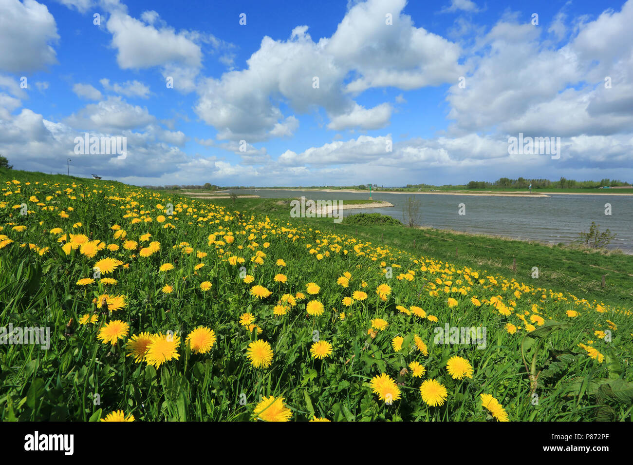 De Waal bij Pannerden Stockfoto