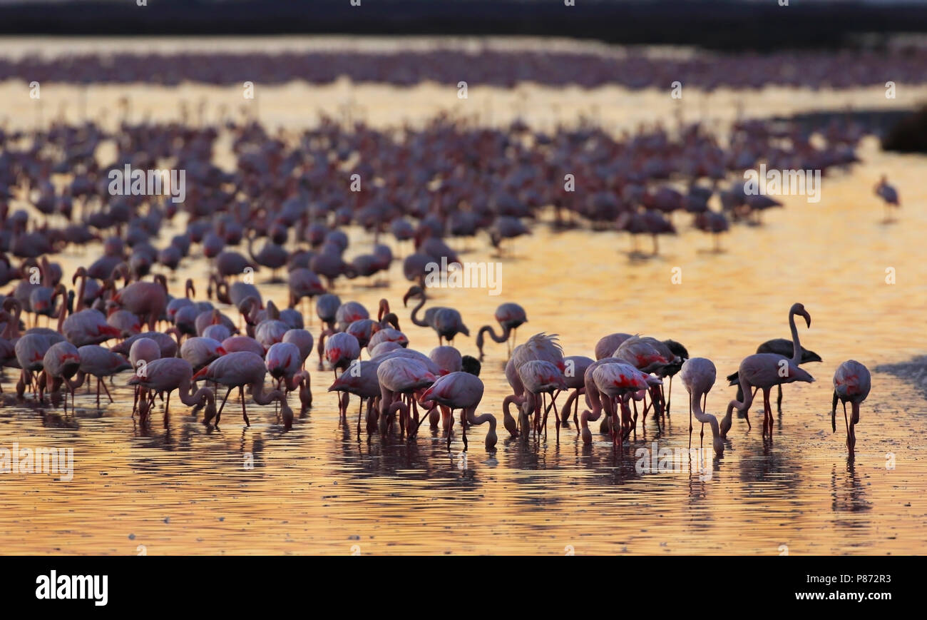 Die nahrungssuche mehr Flamingos (Phoenicopterus Roseus) in den flachen Gewässern von Veta la Palma, Spanien. Stockfoto