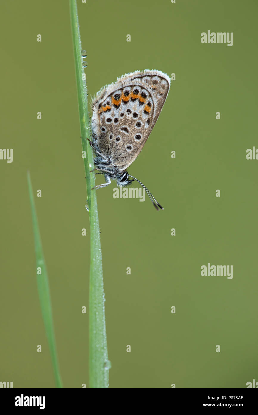 Heideblauwtje zittend op Gras; Silber - verzierte Blau sittin Reed gon; Stockfoto