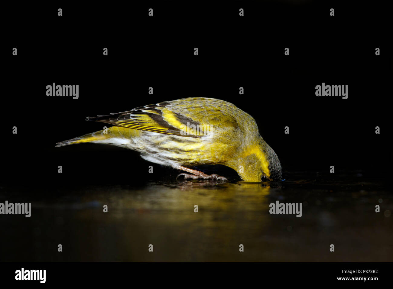 Sijs deinkend op het ijs; Siskin trinken auf Eis; Stockfoto