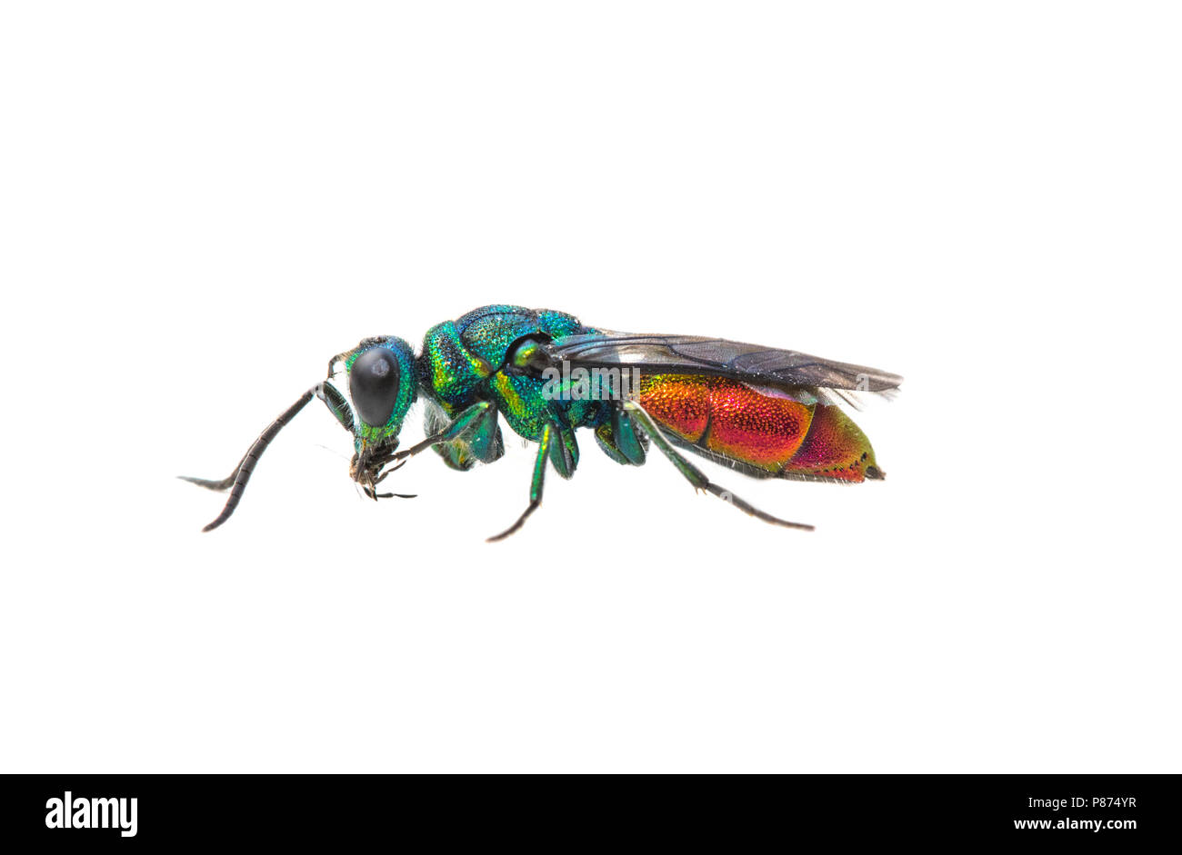 Ruby-tailed Wasp, Gewone Goudwesp-Komplex - Chrysis Ignita-gr Stockfoto