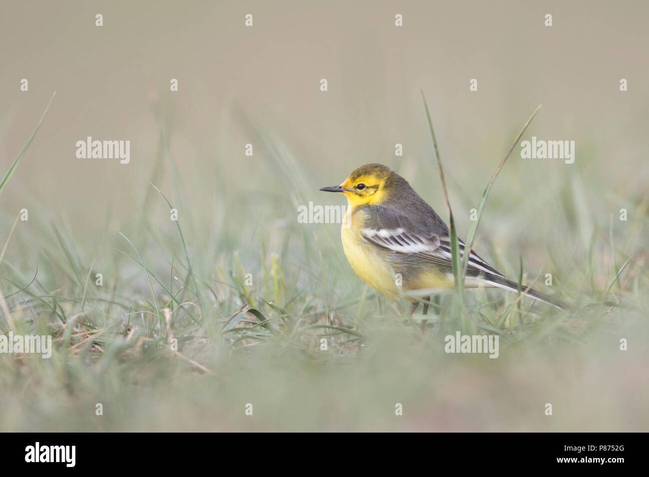 Citrin Bachstelze, Motacilla citreola Zitronenstelze - ssp. Calcarata, Kirgisistan, erwachsene Frau Stockfoto