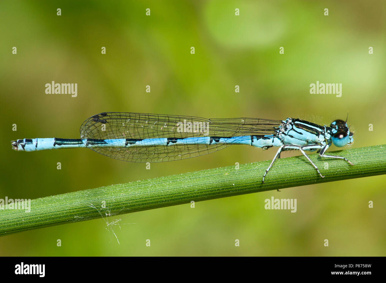 Mannetje Mercuurwaterjuffer Coenagrion mercuriale, Männlich Stockfoto