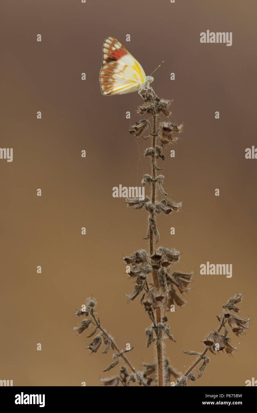 Schmetterling aus Afrika Stockfoto