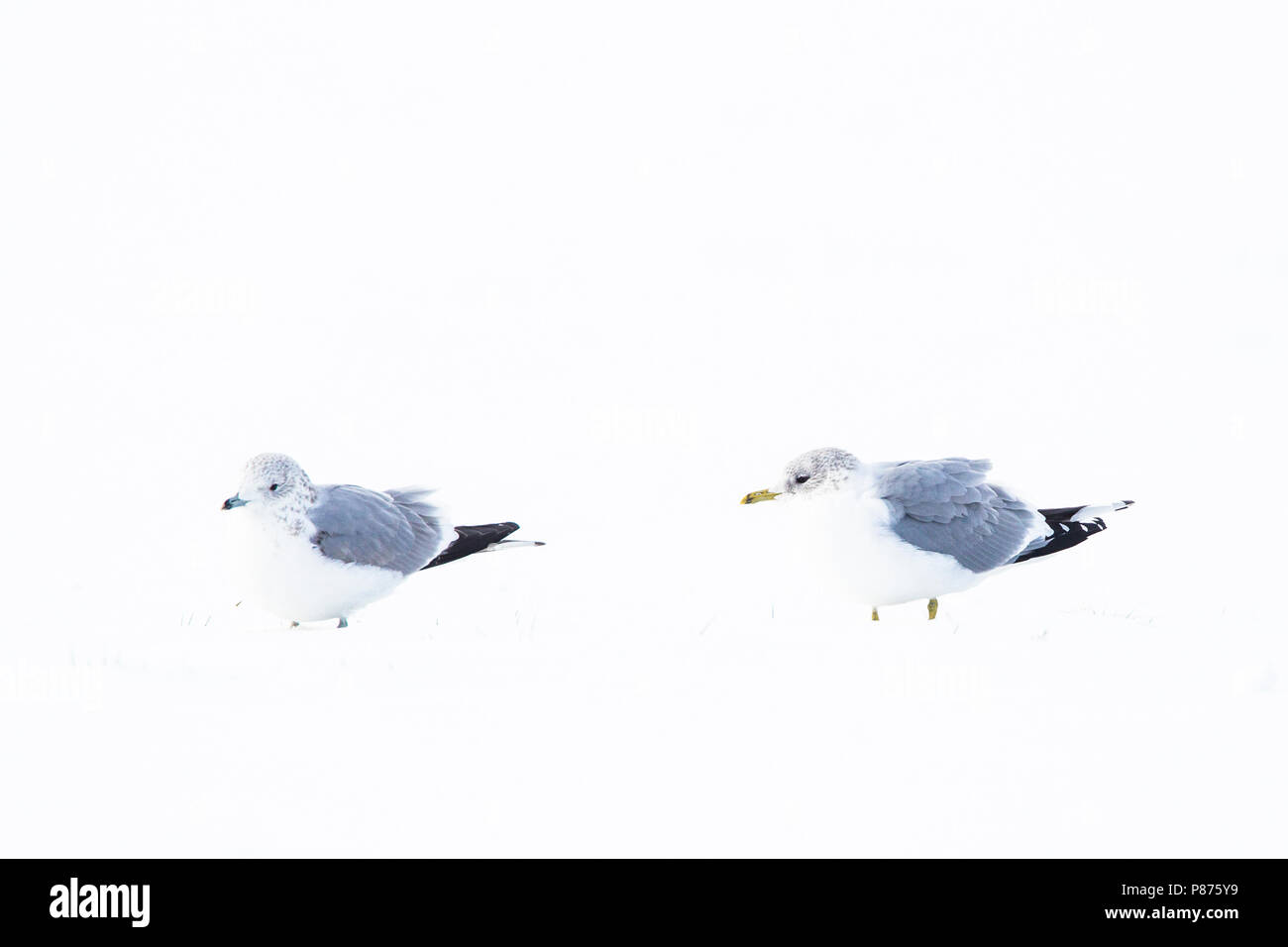 Stormmeeuw in de sneeuw Nederlands, Mew Gull im Schnee Niederlande Stockfoto