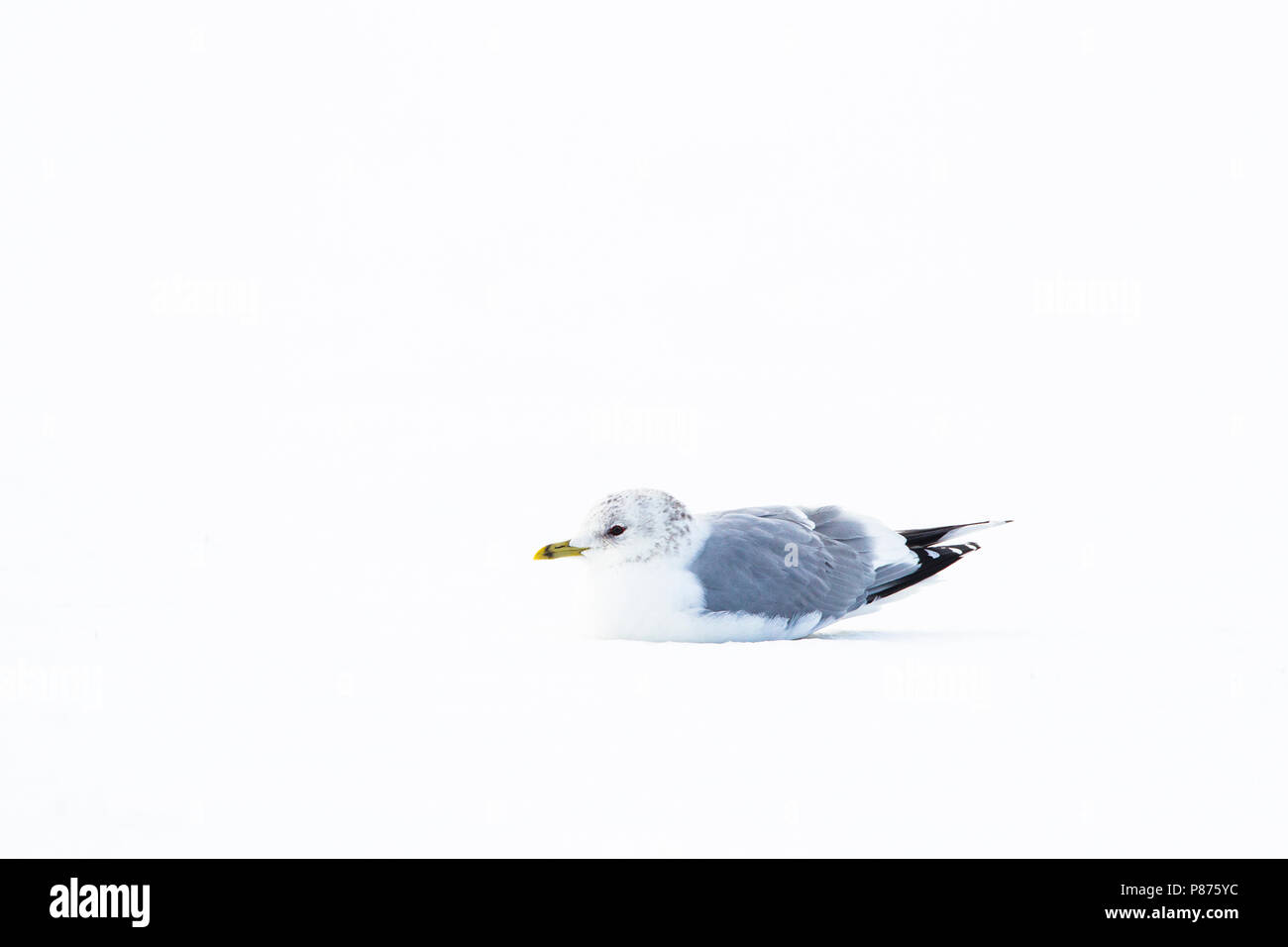 Stormmeeuw in de sneeuw Nederlands, Mew Gull im Schnee Niederlande Stockfoto