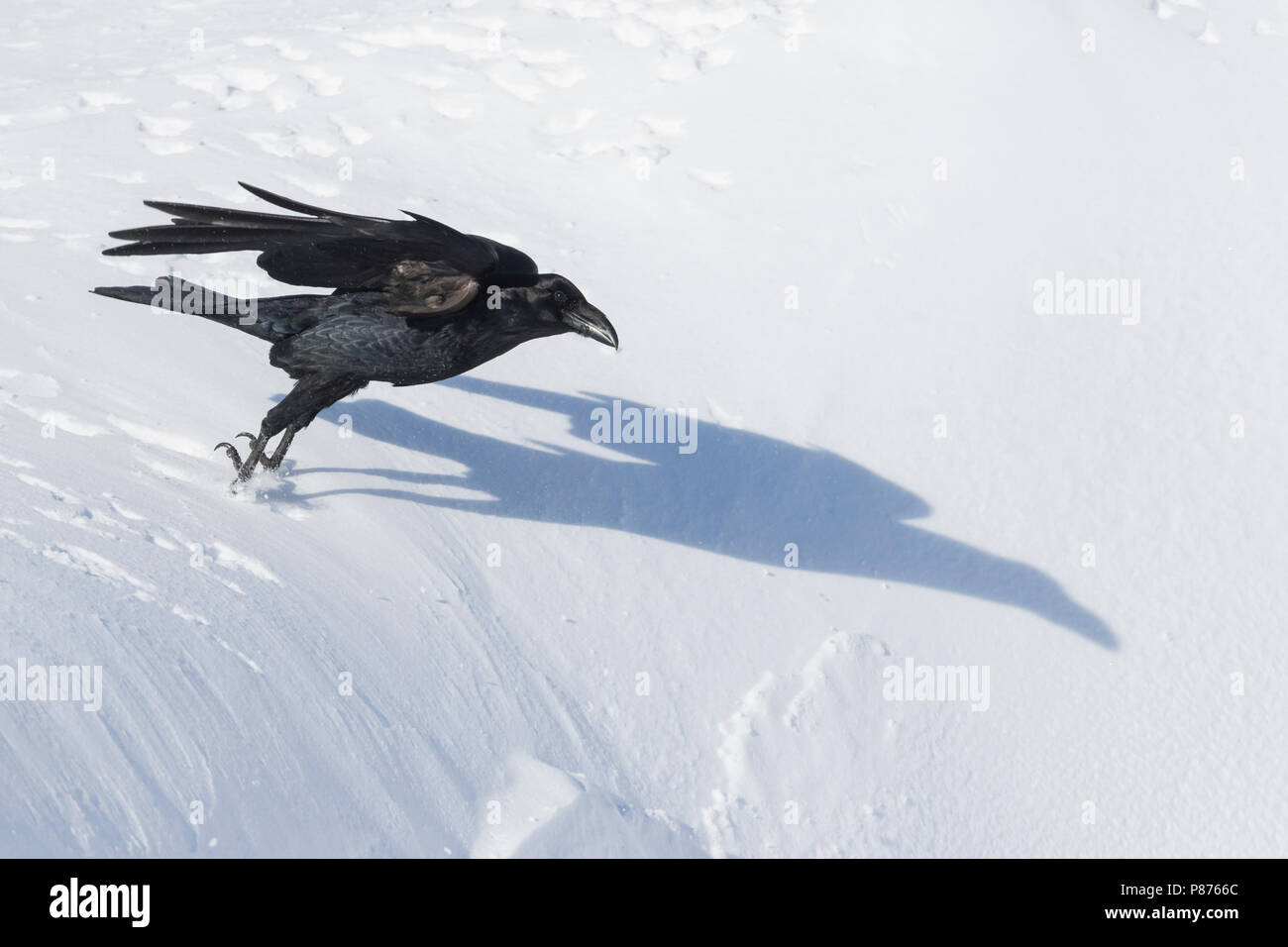 Kolkrabe - Kolkrabe - Corvus Corax ssp. Corax, Schweiz Stockfoto