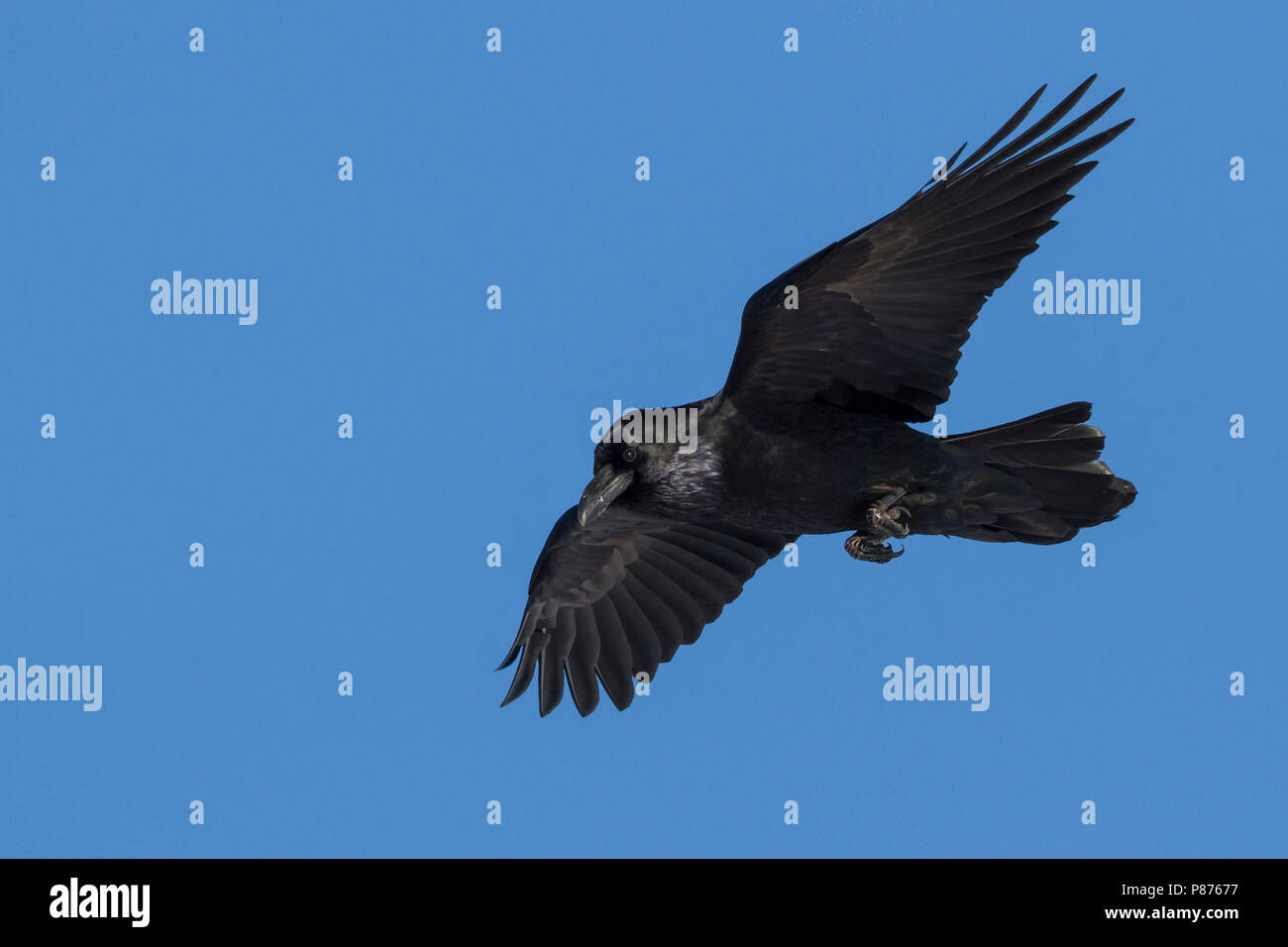 Kolkrabe, Raaf, Corvus Corax ssp. Corax, Norwegen Stockfoto