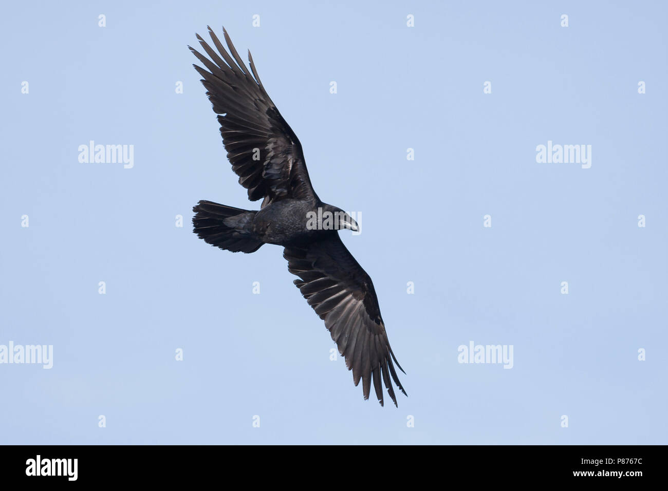 Kolkrabe, raaf, Corvus Corax ssp. hispanus, Mallorca Stockfoto