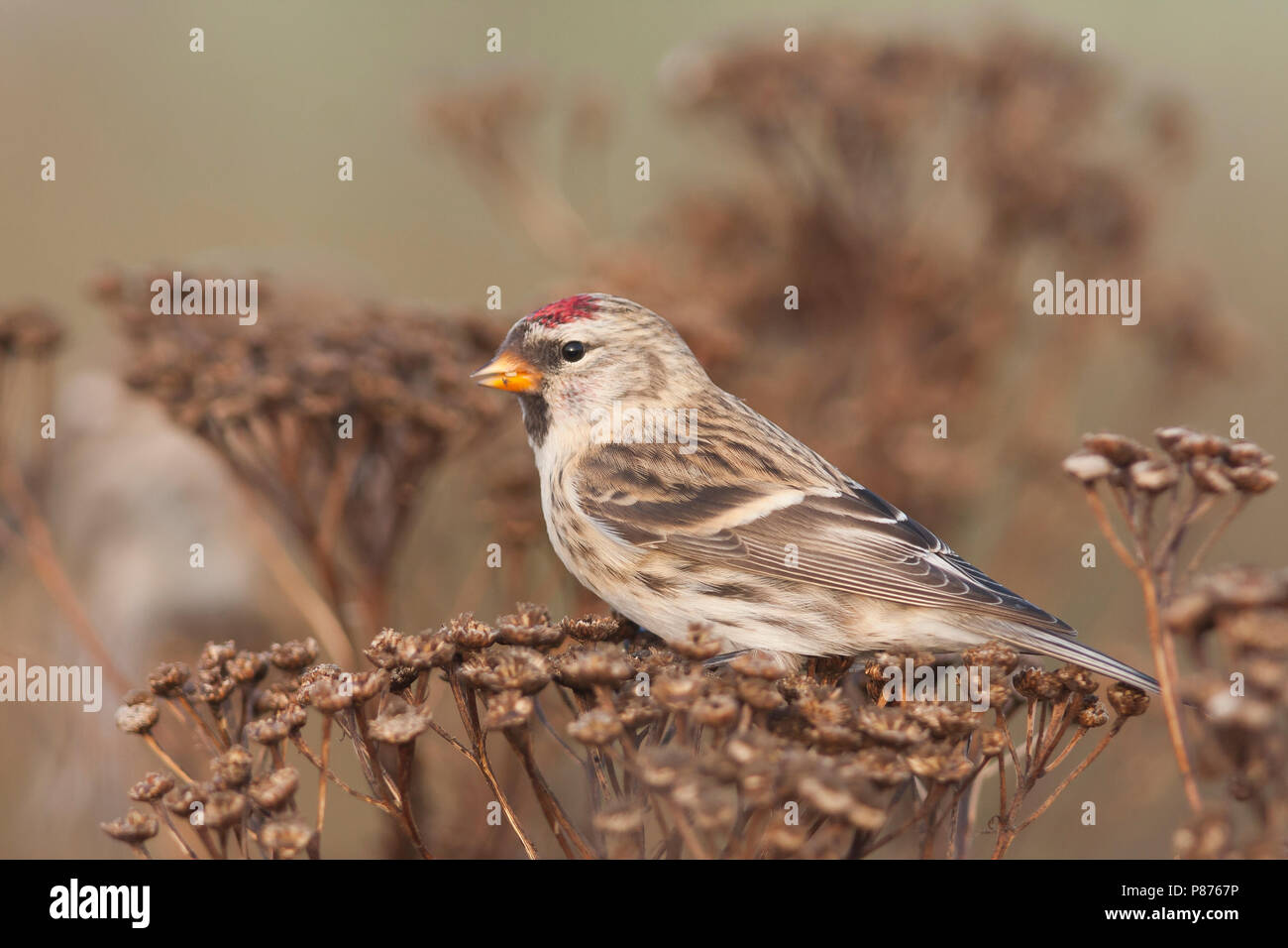 Common Redpoll - Taiga - BIrkenzeisig, Carduelis flammea Flammea, Deutschland Stockfoto