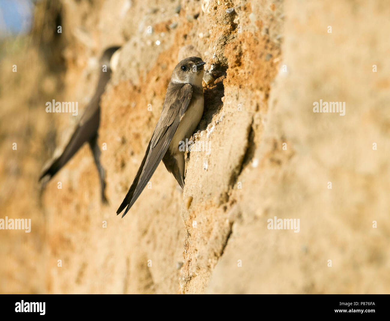 Gemeinsame Sand Martin-Riparia riparia Uferschwalbe - ssp. Riparia, Deutschland, Kinder Stockfoto