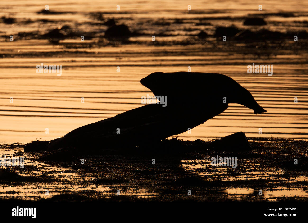 Liggend gewone Zeehond op een Rots; Gemeinsame Dichtung liegen auf einem Rock Stockfoto