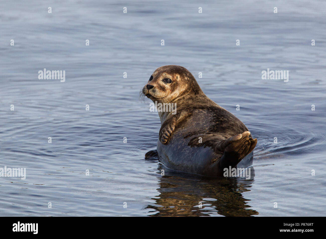 Gewone Zeehond liggend in het water; Gemeinsame Dichtung liegen im Wasser Stockfoto