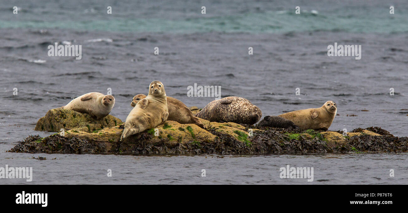 Gewone Zeehonden liggend op een Rots; Seehunde liegen auf einem Rock Stockfoto