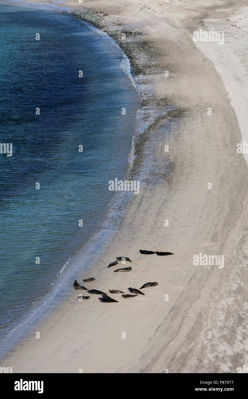 Gewone Zeehonden liggend op het Strand; Seehunde am Strand liegen Stockfoto