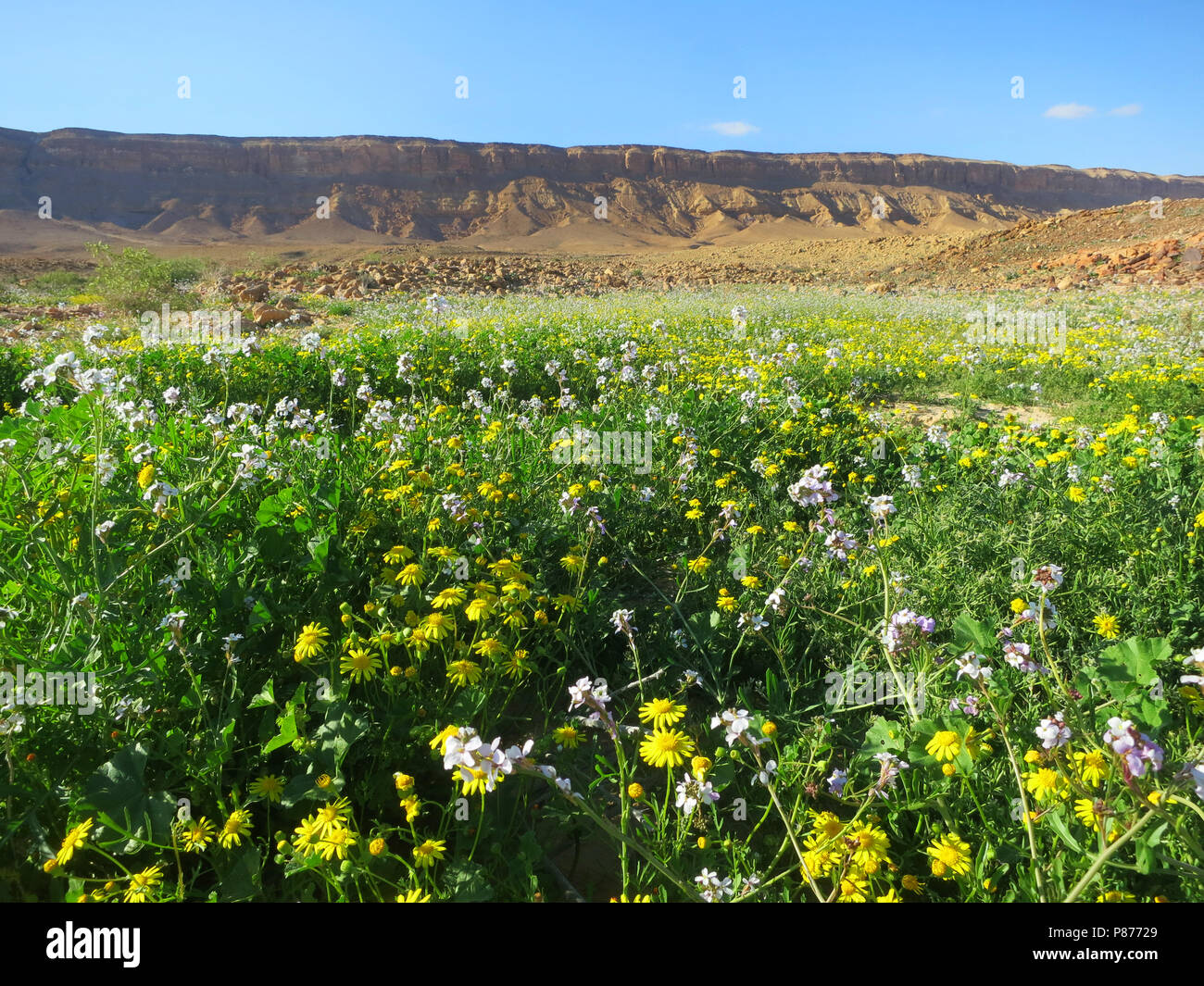 Negev woestijn in bloei; Wüste Negev in voller Blüte; Mitzpe Ramon Krater; Israel Stockfoto