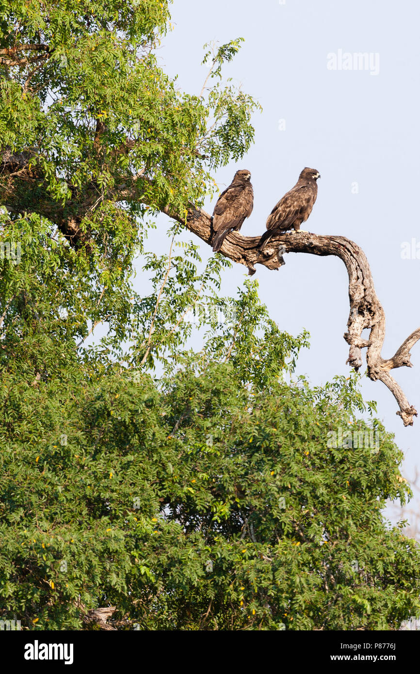 Wahlberg Eagle's (Hieraaetus wahlbergi) Paar in Baum im Kruger National Park thront im Sommer Stockfoto