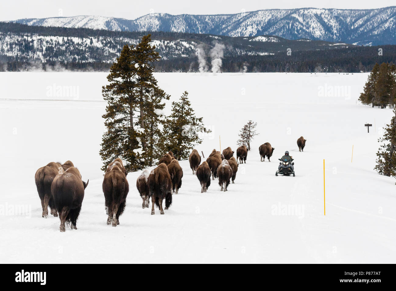 Amerikanische Bison (Bison bison) Herde vorbei gehen. Touristische auf Schnee Scooter Stockfoto