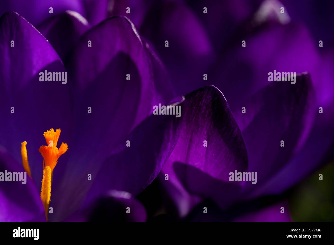 Close-up van de meeldraden van een Bonte Krokus, Nahaufnahme der Blüte Frühling crocus Stockfoto