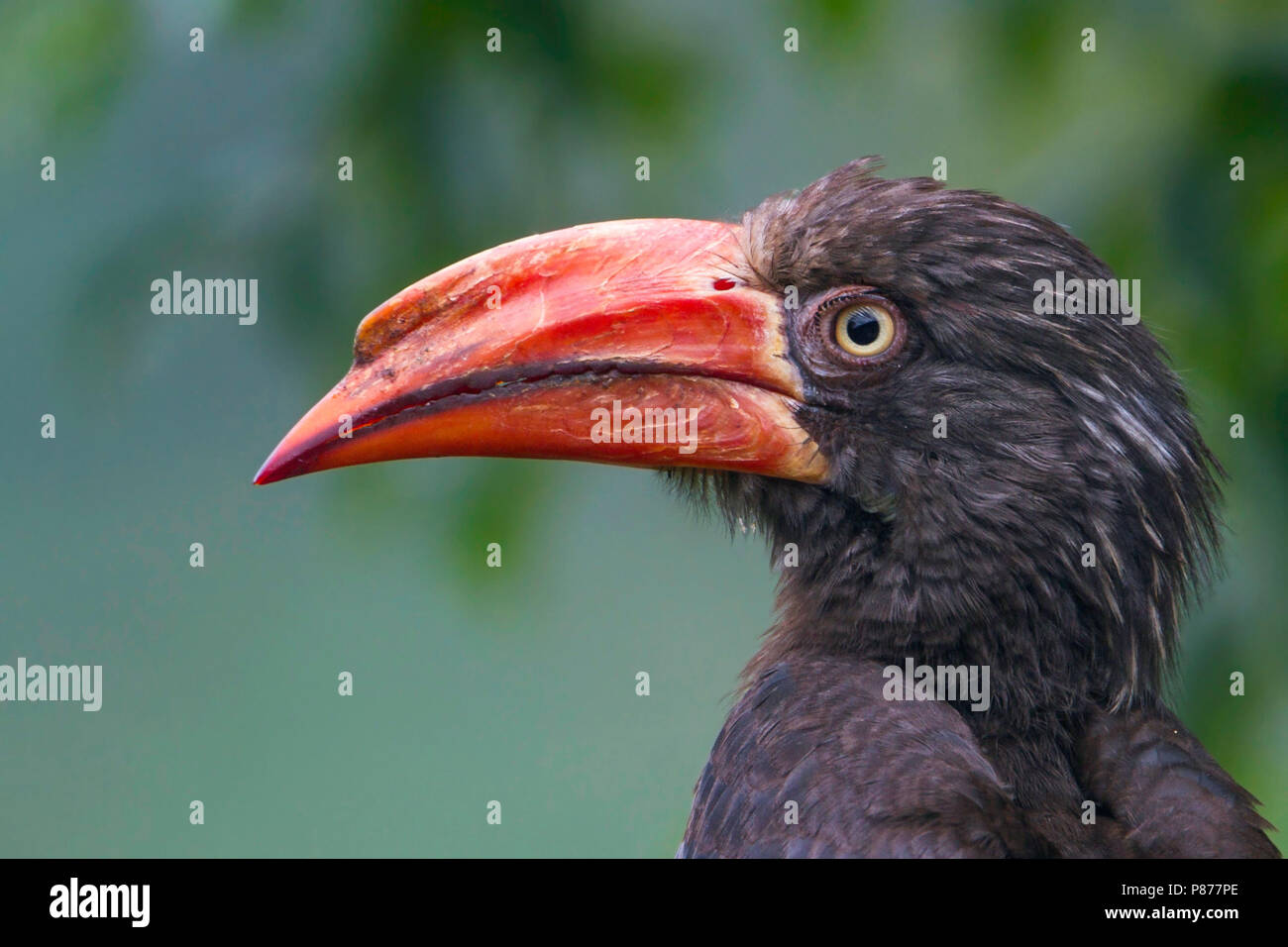 Afrikanische gekrönt Nashornvogel (Lophoceros alboterminatus) portrait Stockfoto