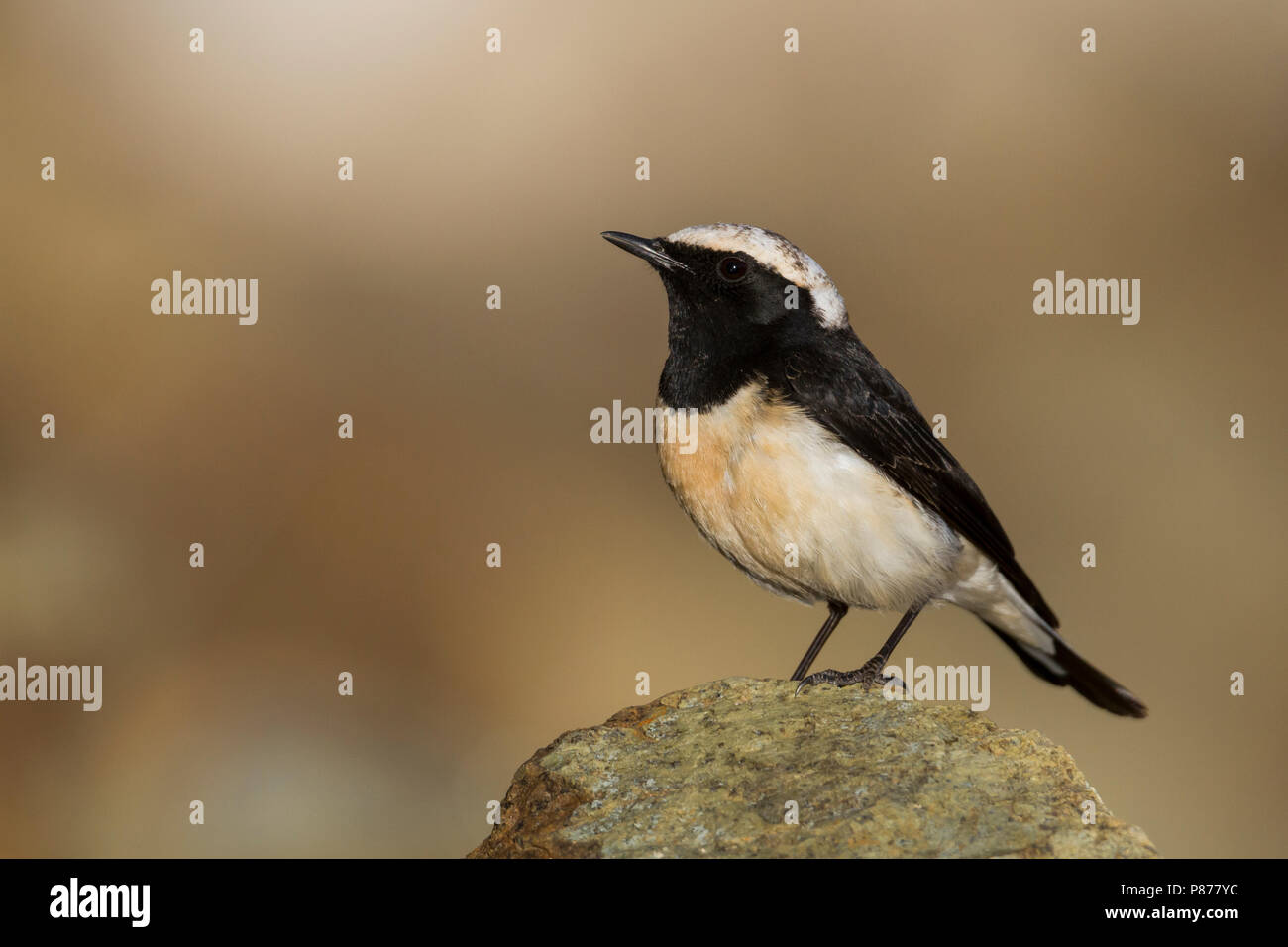 Zypern - Oenanthe Steinschmätzer - Zypernsteinschmätzer cypriaca, Zypern, männlichen Erwachsenen Stockfoto