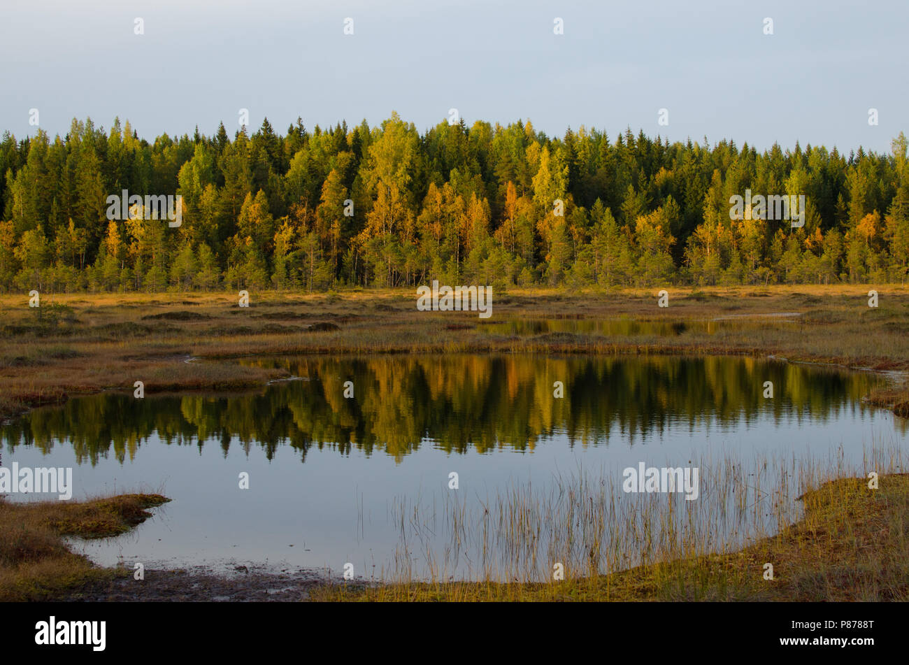 Sonnenuntergang Licht - Farben des Herbstes. Torronsuo Nationalpark, Tammela, Finnland. Stockfoto