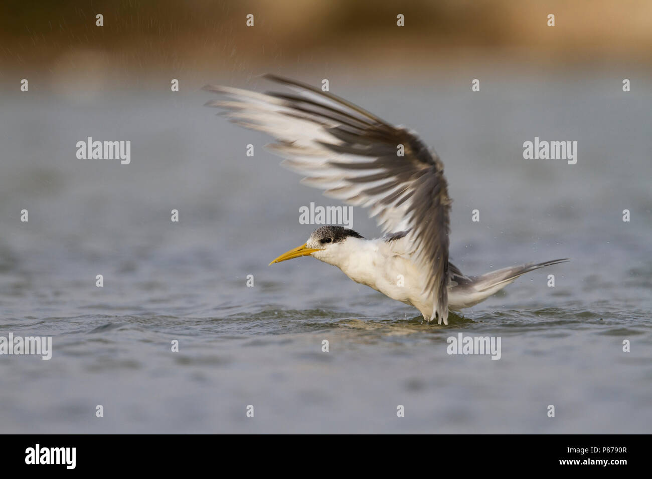 Mehr Crested Tern-Eilseeschwalbe-Thalasseus bergii Velox, Oman, Erwachsene Stockfoto