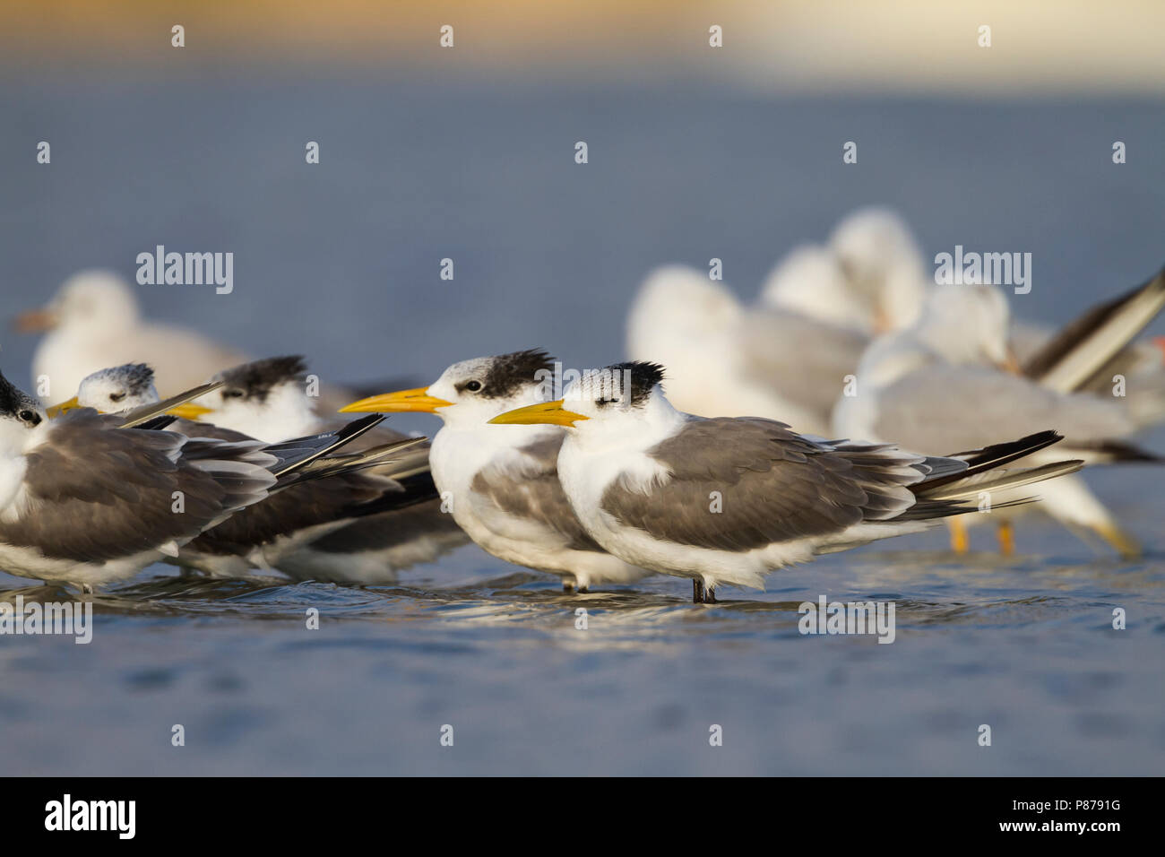 Mehr Crested Tern-Eilseeschwalbe-Thalasseus bergii Velox, Oman Stockfoto