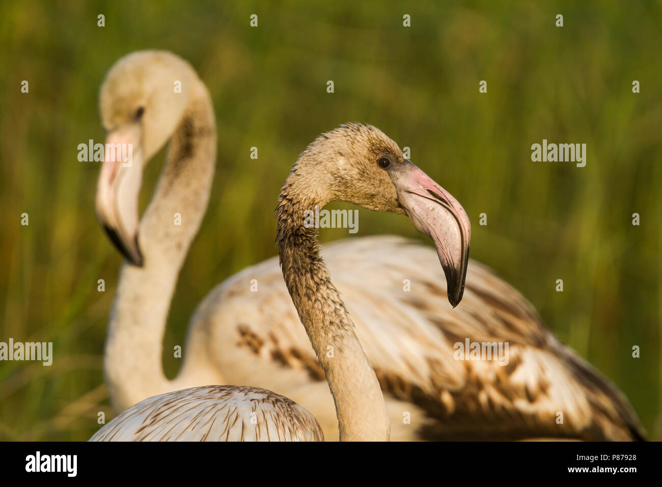 Mehr Flamingo - rosaflamingo - Phoenicopterus roseus, Oman, 1. CY Stockfoto