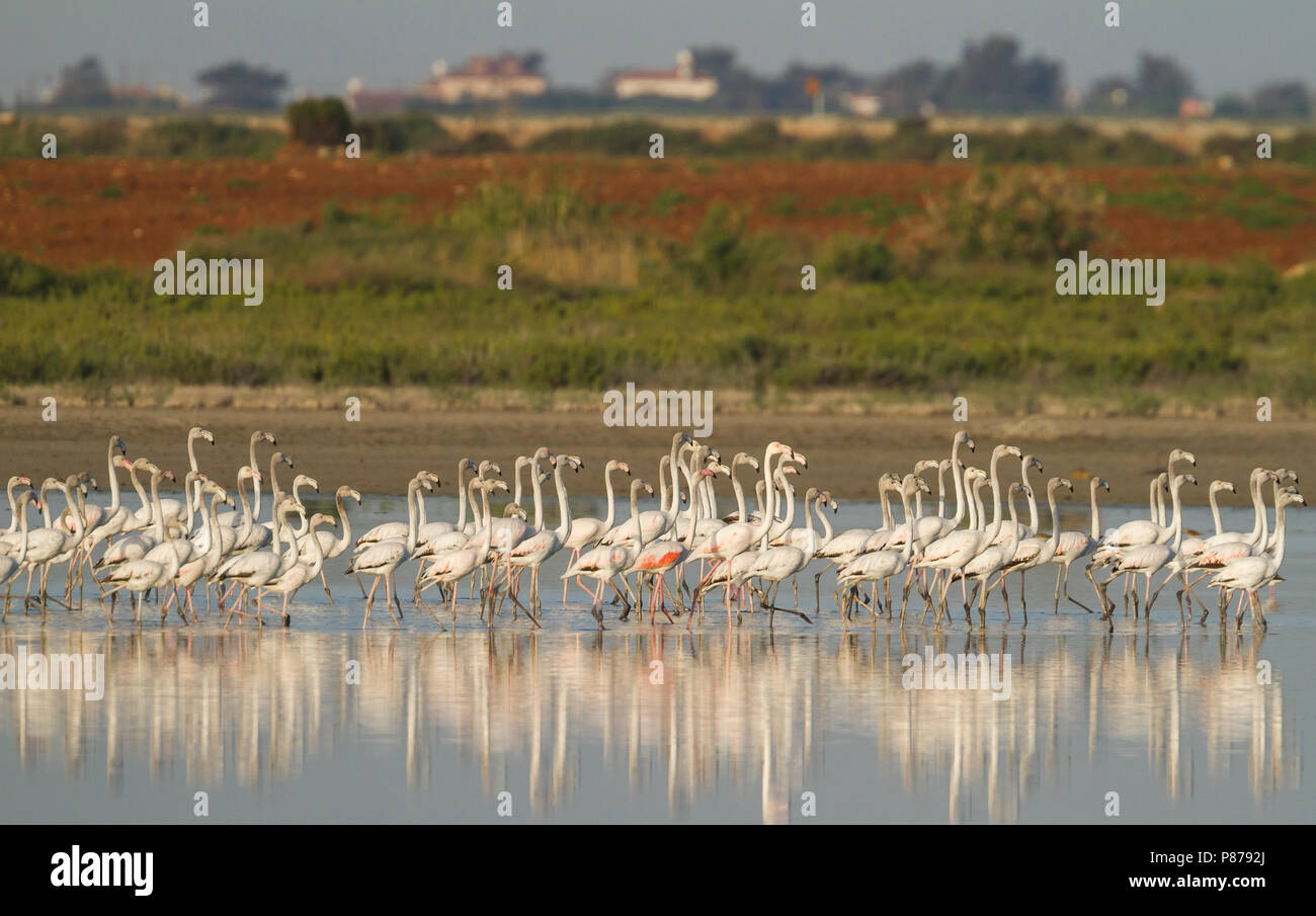Mehr Flamingo - rosaflamingo - Phoenicopterus roseus, Oman Stockfoto