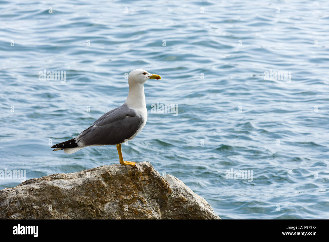 Möwen sind in der Regel mittlere bis große Vögel, meist grau oder weiß, häufig mit schwarzen Markierungen auf dem Kopf oder Flügel. Stockfoto