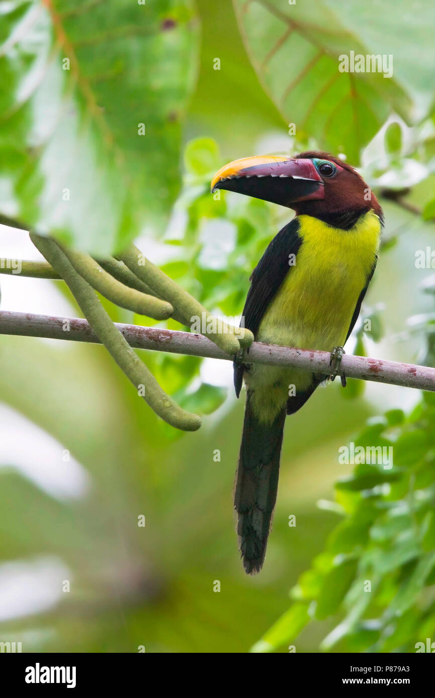 Grün (Pteroglossus Aracari viridis) ist einer der kleinsten Mitglieder des toucan Familie. Stockfoto