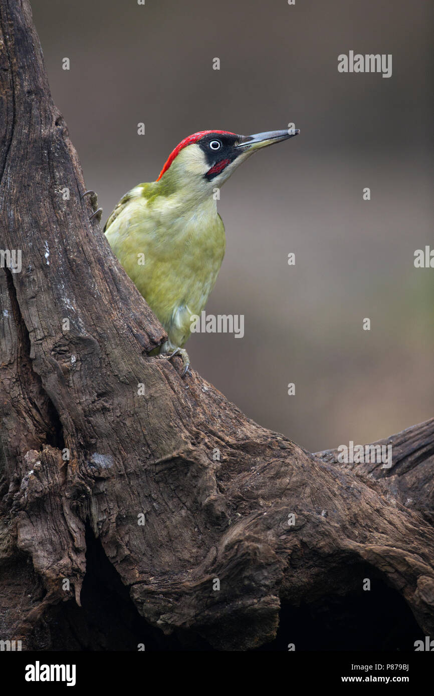 Mannetje Groene Specht op boomstronk, männlichen Grünspecht am Baumstamm Stockfoto
